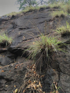 Photo of Discovering myself at Sarasgad – My solo hike experience 19/26 by Prakriti Singh