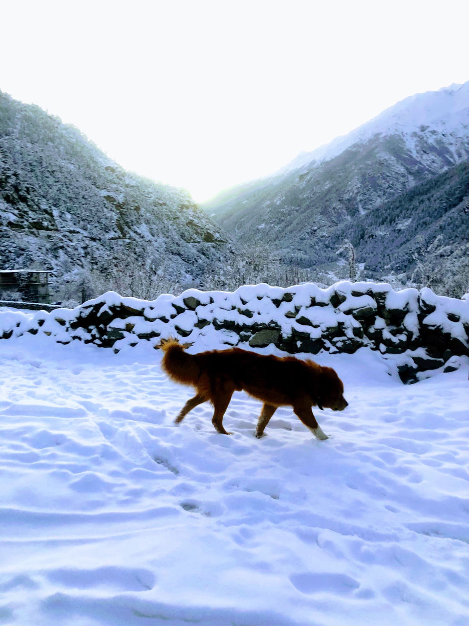 Photo of Himachal Pradesh by Amit Tomar