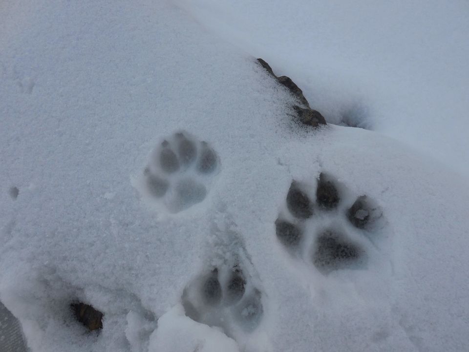 Photo of My first ever snow trek - Fighting my phobia #photosofsnow 9/16 by Penning Silly Thoughts