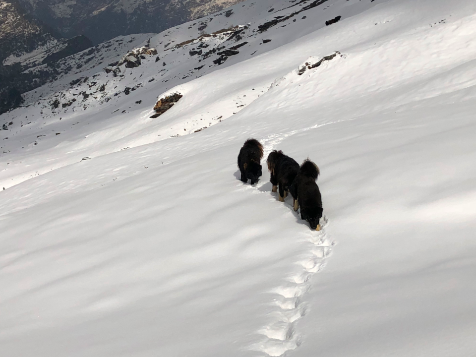 Photo of My first ever snow trek - Fighting my phobia #photosofsnow 10/16 by Penning Silly Thoughts