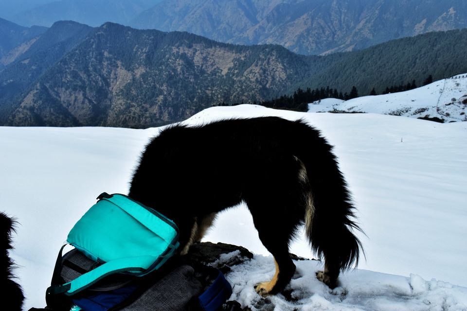 Photo of Chopta - Explore the Unspoiled Land of Uttrakhand #offbeatuttarakhand by Ajita Mahajan