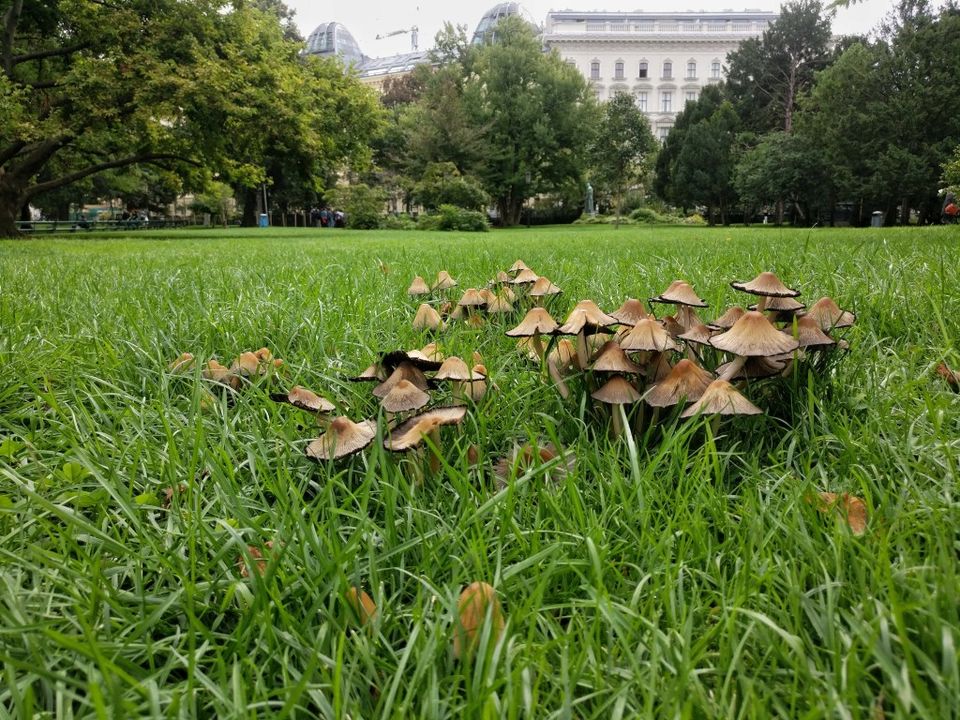 Photo of Burggarten, Josefsplatz, Vienna, Austria by Penning Silly Thoughts