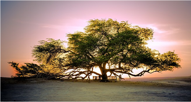 Photo of See what Middle-East has got you to explore! 5 places swarmed-up with tourists whole year 6/6 by Tejaswi