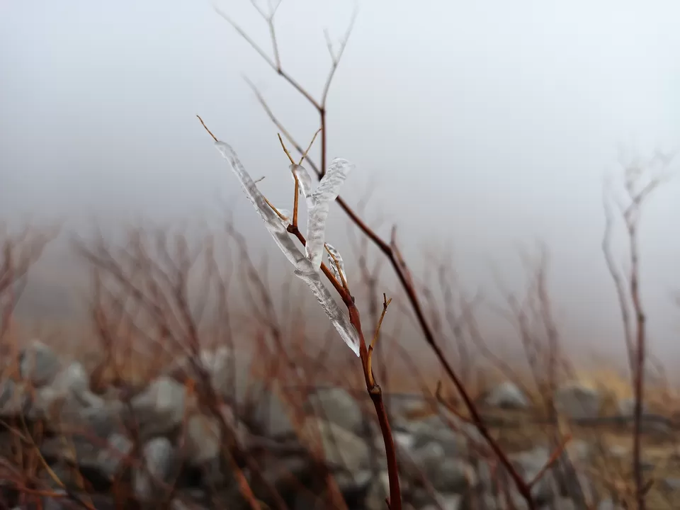 Photo of Nathula Pass View Point, NH-10, Sikkim, India by Daivanshi Gupta