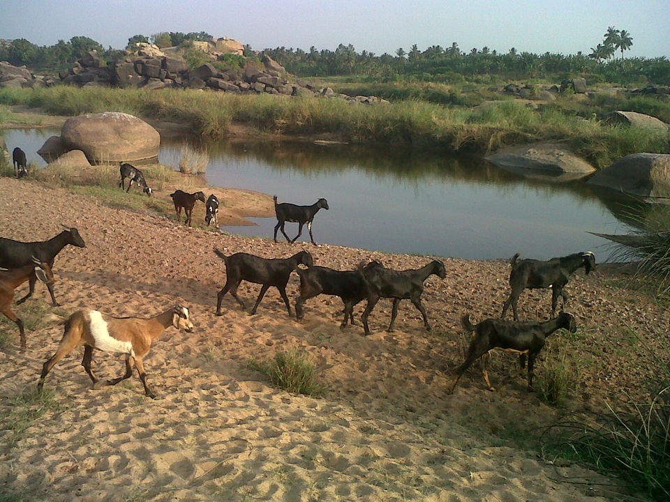 Photo of Among the Ruins. Backpacking to the amazing Hampi 32/32 by devjani.ghose