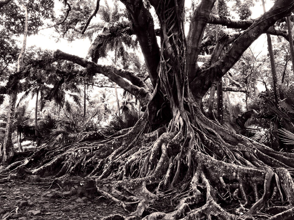 Photo of Amazing Andamans – Ross Island and North Bay (Day 2 of 12) 6/6 by Pravin Subramanian