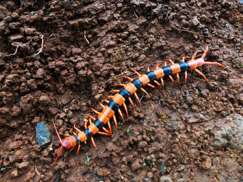 Photo of The SoloMan Series - Quest for the Jeweled Dwarf 2/4 by Pravin Subramanian