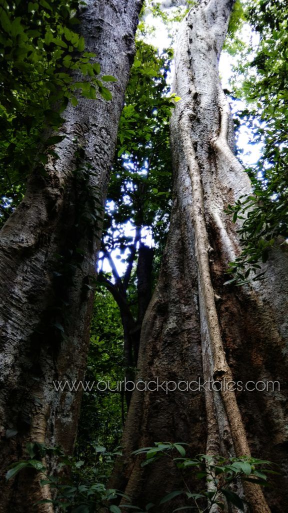Photo of A day at a tropical wonderland – Athirapally Waterfalls Kerala 8/9 by Our Backpack Tales