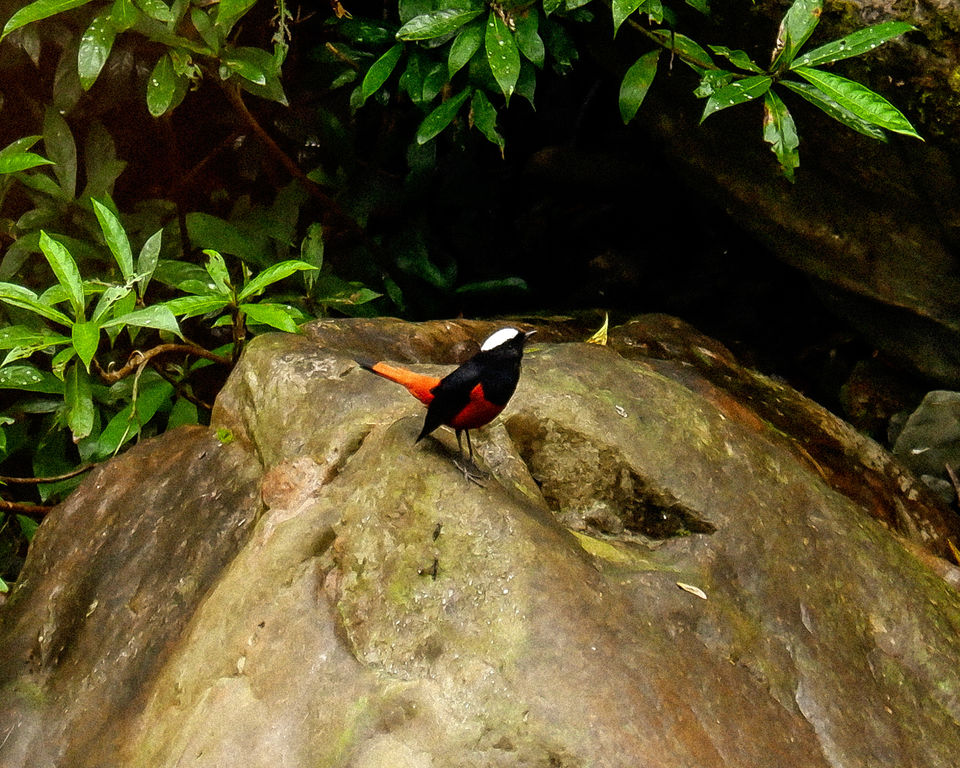 Photo of Mahananda Wildlife Sanctuary, Sukna, West Bengal, India by Sourajit Chowdhury