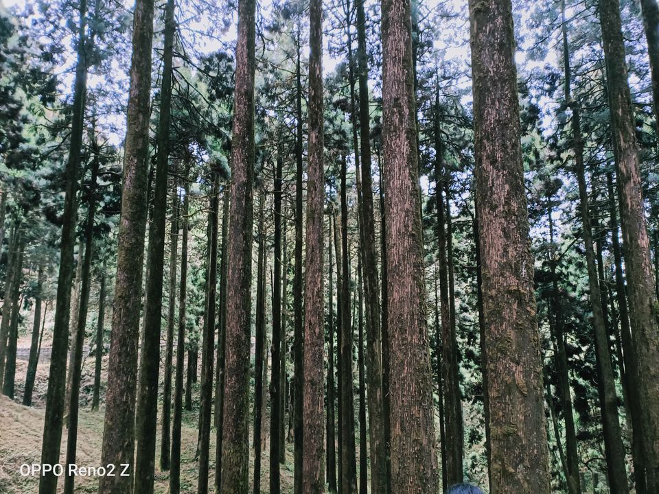 Photo of Dowhill Deer Park, Unnamed, Kurseong, West Bengal, India by Sourajit Chowdhury