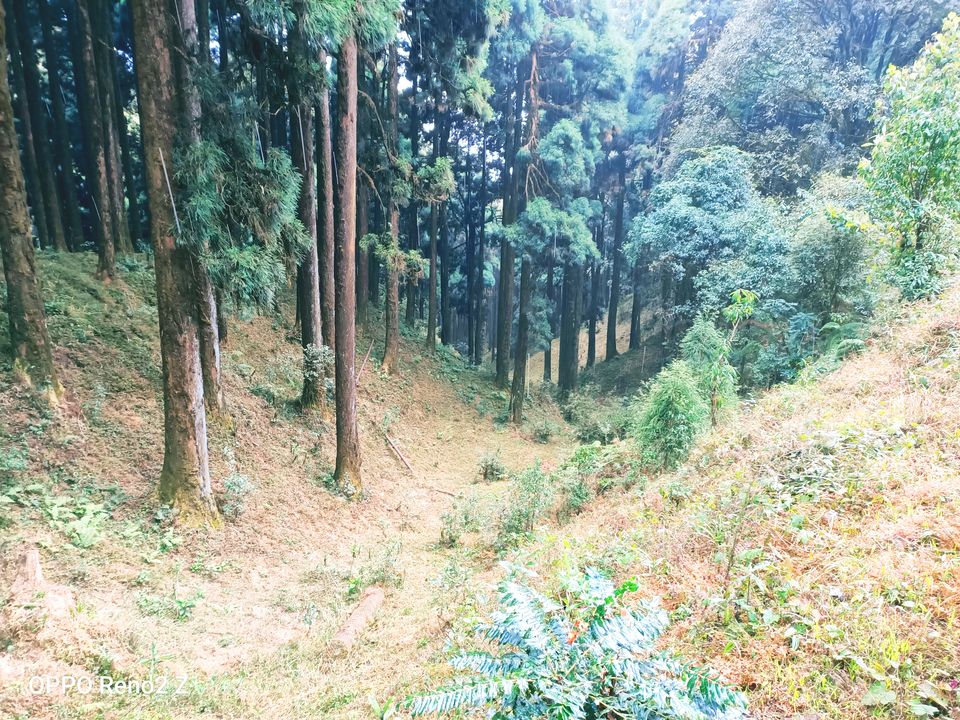 Photo of Dowhill Deer Park, Unnamed, Kurseong, West Bengal, India by Sourajit Chowdhury