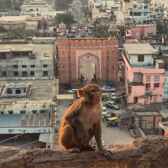 Photo of Udaipur, Rajasthan, India by Megha Doshi