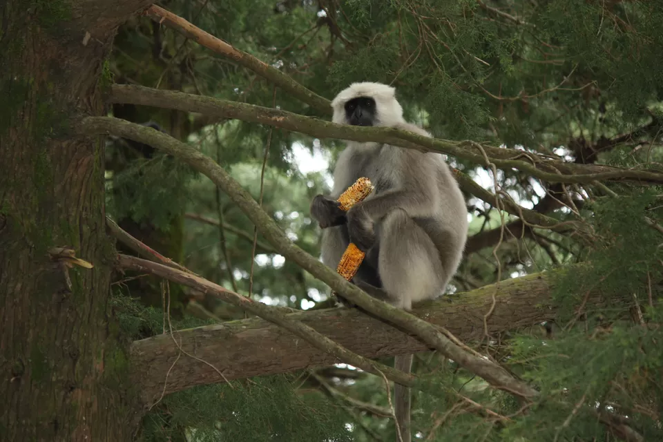 Photo of Nainital, Nainital, Uttarakhand, India by Vishal Tangirala