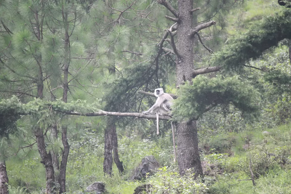Photo of Nainital, Nainital, Uttarakhand, India by Vishal Tangirala