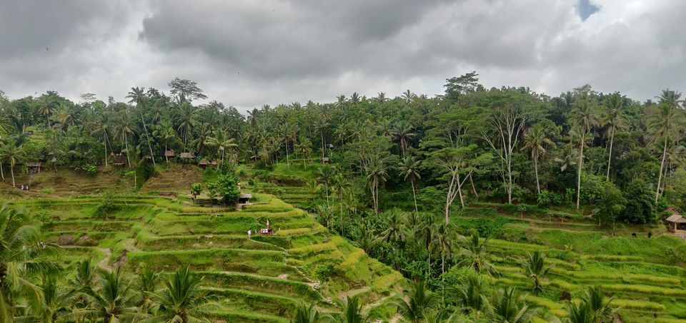Photo of Ubud, Gianyar, Bali, Indonesia by Travelling Earthling