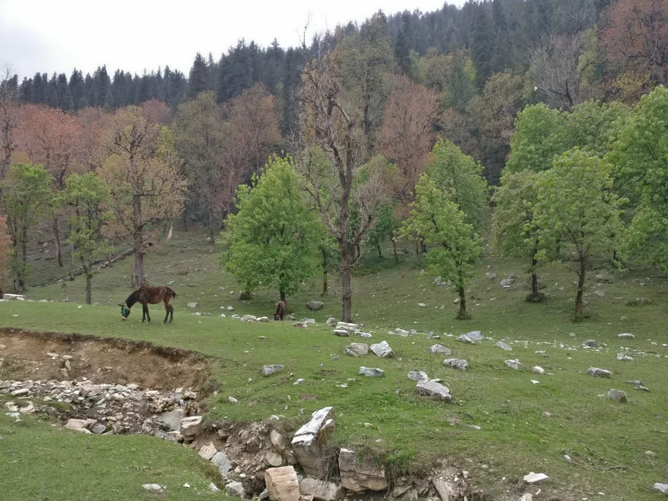 Photo of Kedarkanta - my first trek by Sharad Pandey