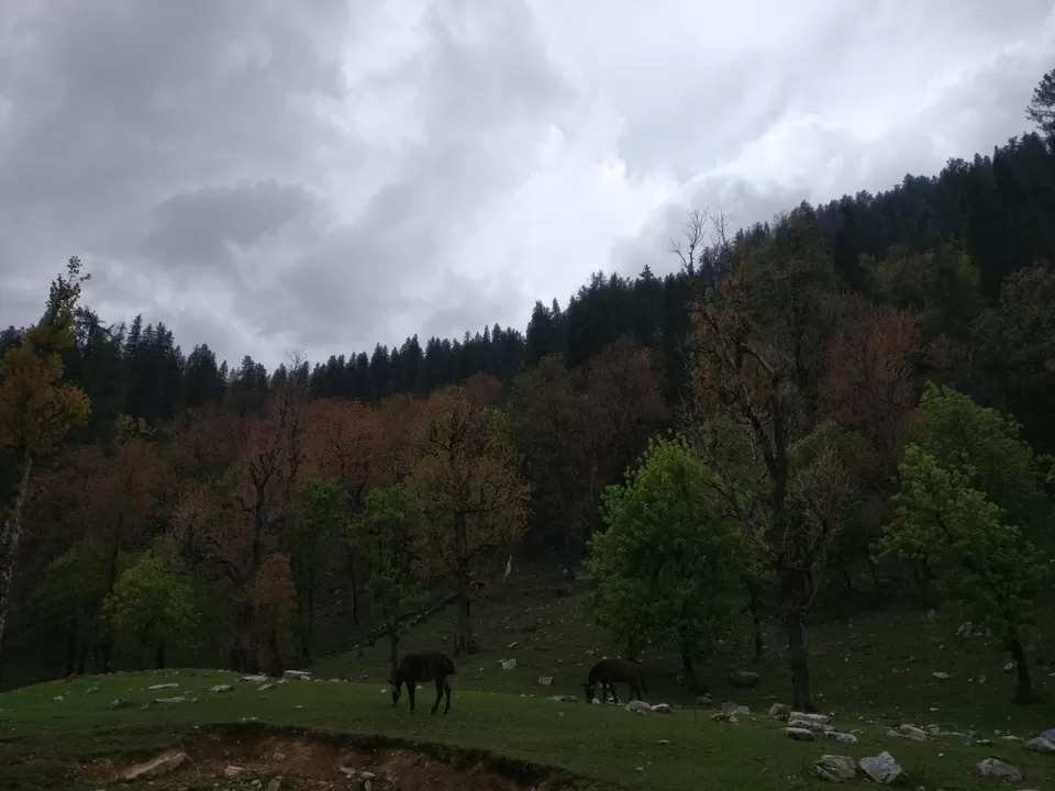 Photo of Kedarkanta - my first trek by Sharad Pandey