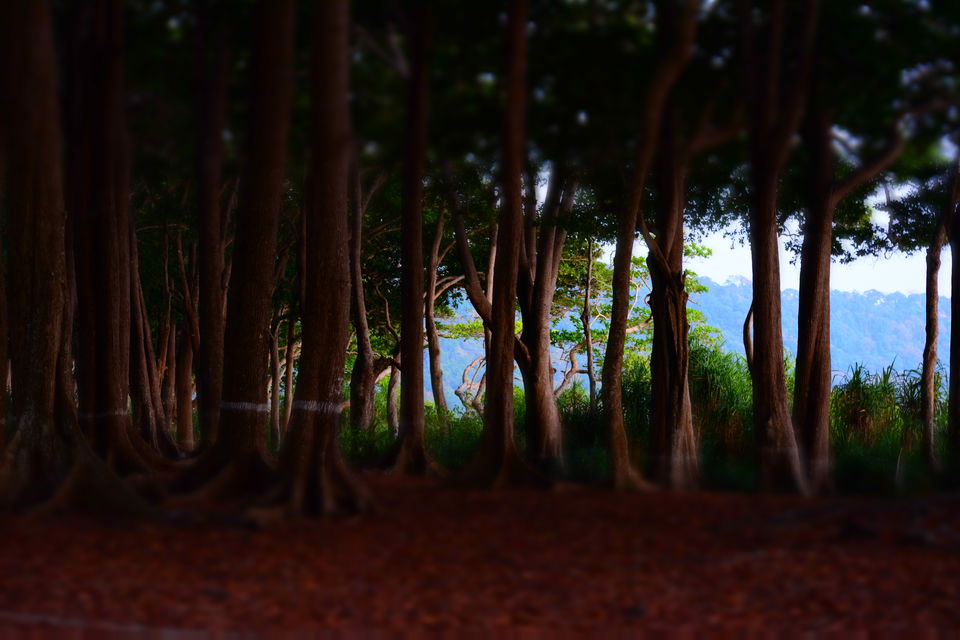 Photo of Havelock Island, South Andaman, Andaman and Nicobar Islands, India by Pavithra Paulraj