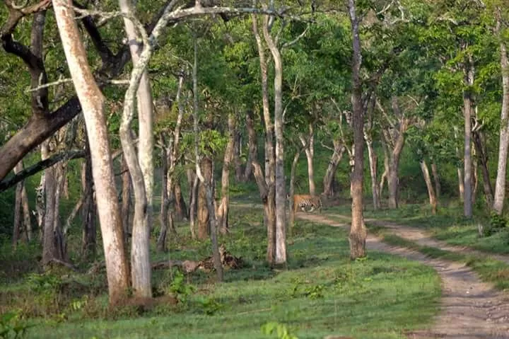 Photo of Kipling's Dream | Kabini by Hussain Harianawala