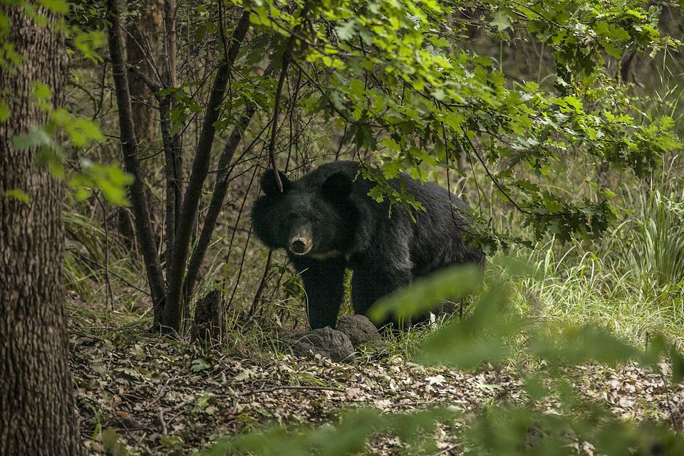 Photo of A Date with the Dachigam Bears (Srinagar, Kashmir) by Mayank Soni
