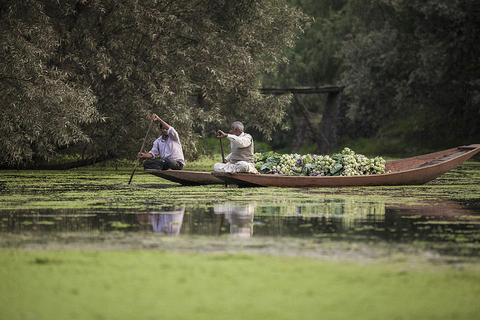 Photo of Kashmir's famous floating market 2/10 by Mayank Soni