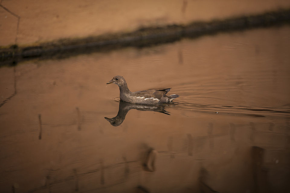 Photo of Kashmir's famous floating market 9/10 by Mayank Soni