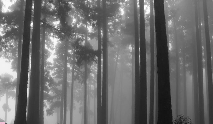 Photo of Kurseong, West Bengal, India by Pamela Roy