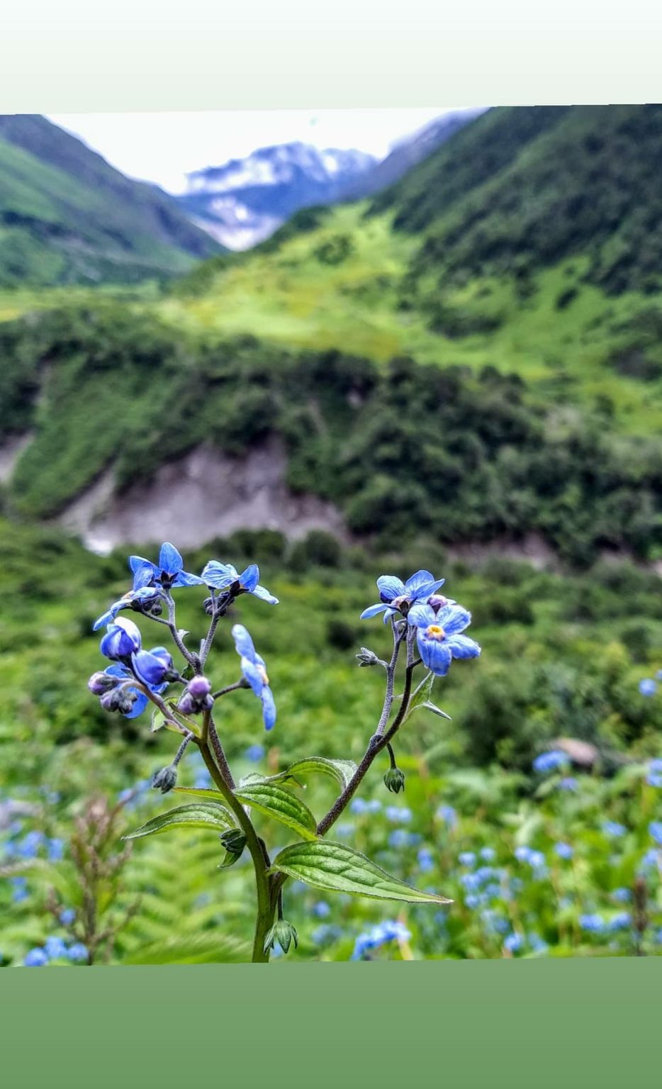 Photo of Valley of flowers uttrakhand by Nomad