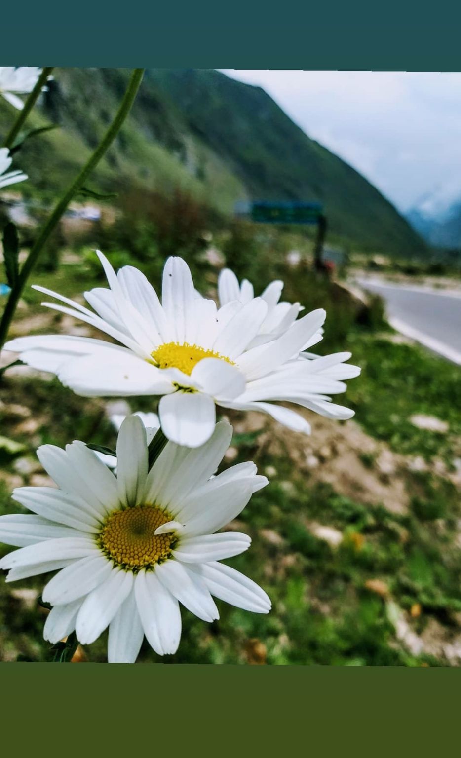 Photo of Valley of flowers uttrakhand by Nomad