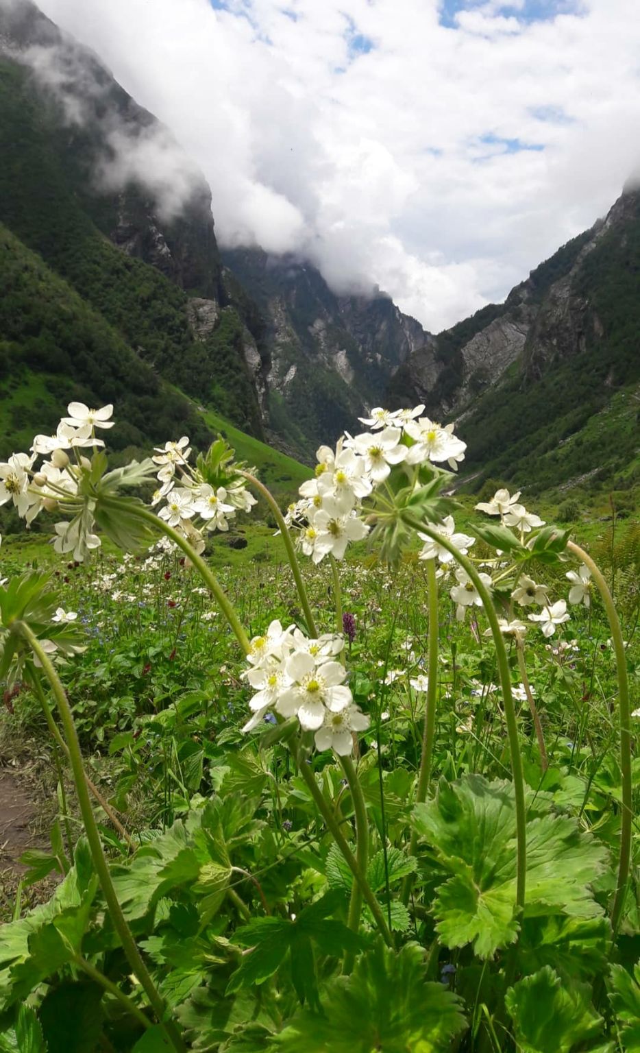 Photo of Valley of flowers uttrakhand by Nomad