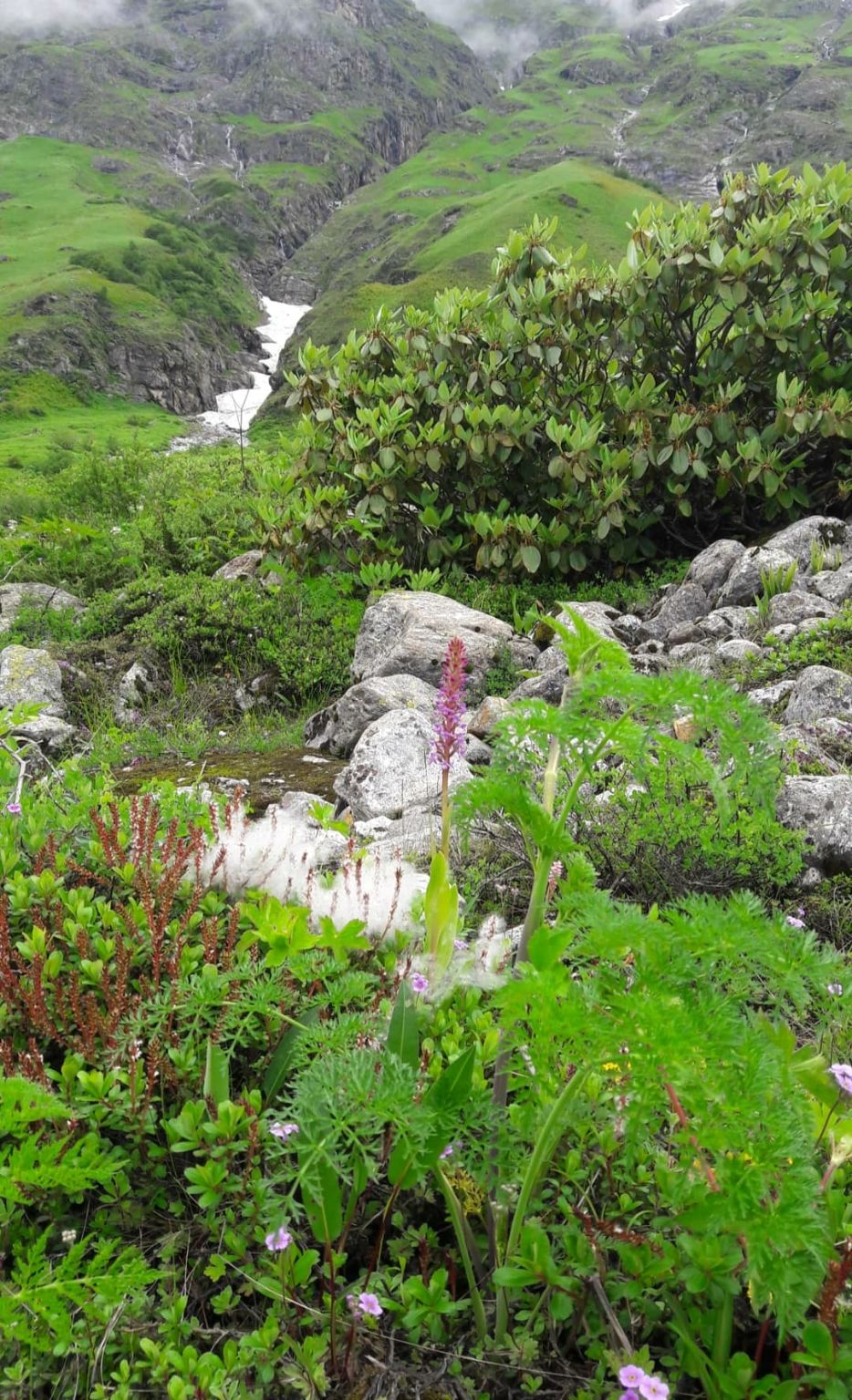 Photo of Valley of flowers uttrakhand by Nomad