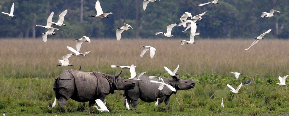 Photo of Kaziranga National Park, Assam, India by Amir Sohail