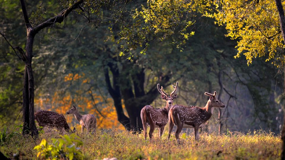 Photo of Kanha National Park, Khajara, Madhya Pradesh, India by Amir Sohail