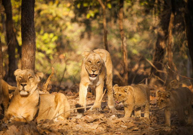 Photo of Gir National Park, Sasan Gir, Gujarat, India by Amir Sohail
