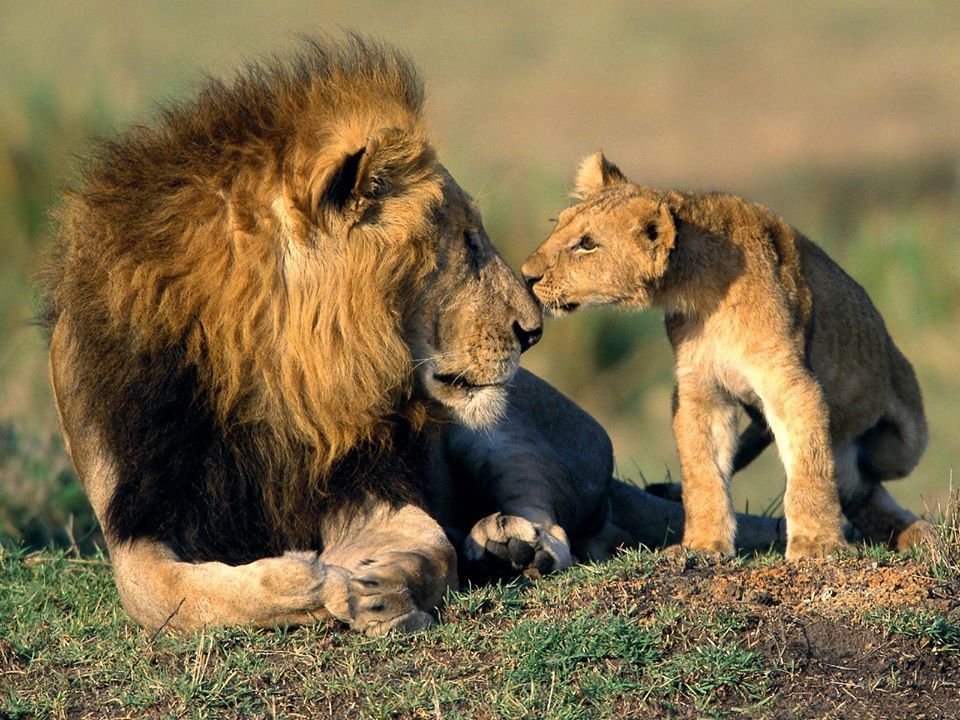 Photo of Gir National Park, Sasan Gir, Gujarat, India by Amir Sohail