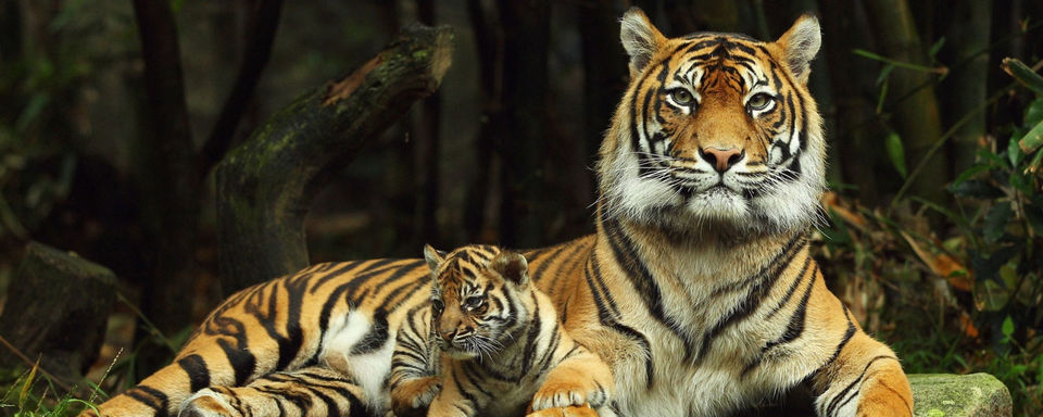 Photo of Ranthambore National Park, Rajasthan by Amir Sohail