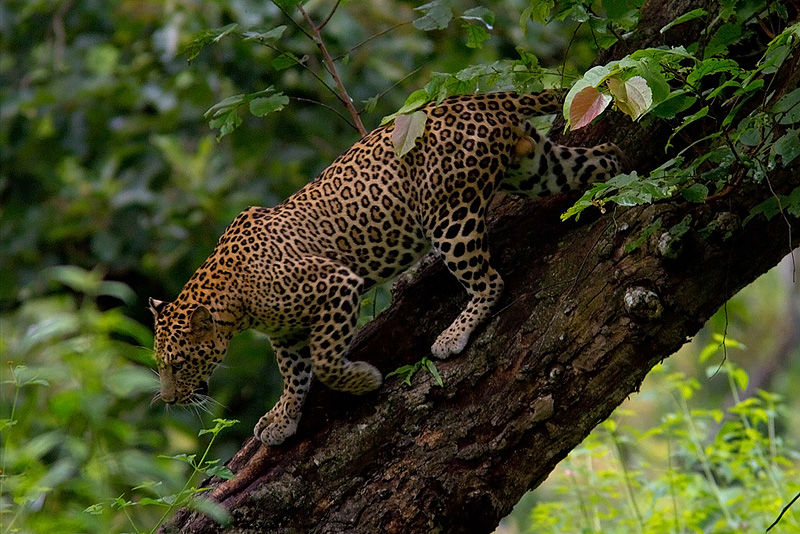 Photo of Bandipur National Park, Bandipur, Karnataka, India by Amir Sohail