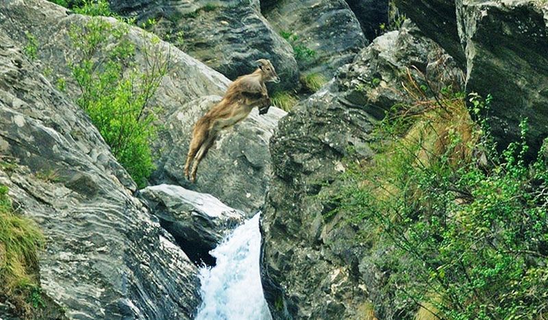 Photo of The Great Himalayan National Park, Forest Office Road, Shamshi, Himachal Pradesh, India by Amir Sohail