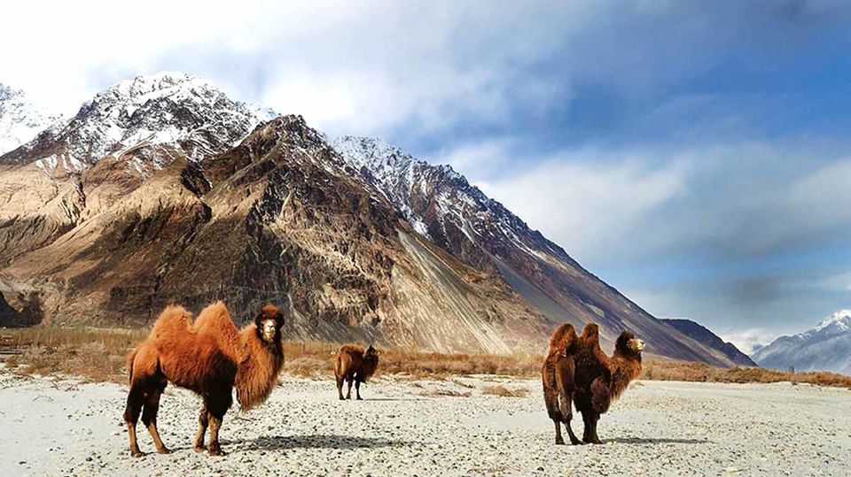 Photo of HEMIS NATIONAL PARK by Amir Sohail