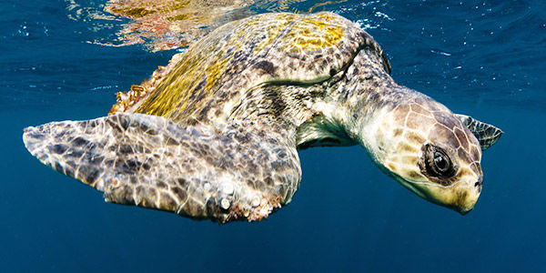 Photo of Mahatma Gandhi Marine National Park, Wandoor, Andaman and Nicobar Islands, India by Amir Sohail