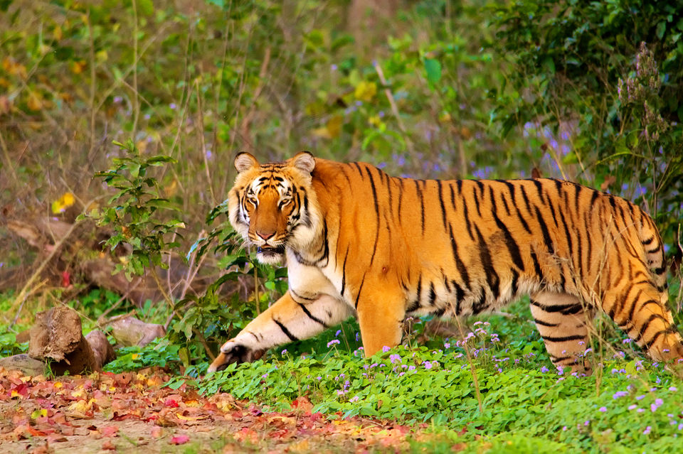 Photo of Jim Corbett National Park, Ramnagar, Uttarakhand, India by Amir Sohail