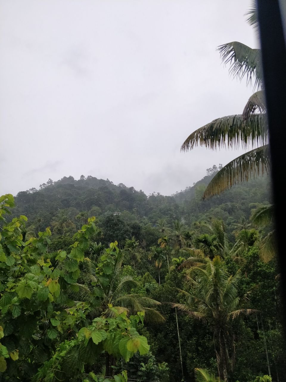 Photo of Munnar, Kerala, India by Kashish Khan