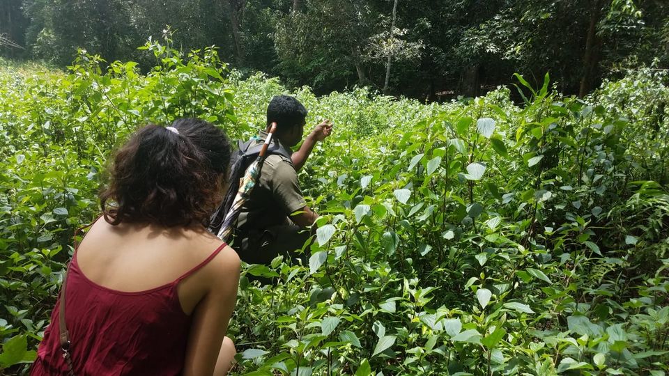 Photo of Thekkady, Kumily, Kerala, India by Kashish Khan