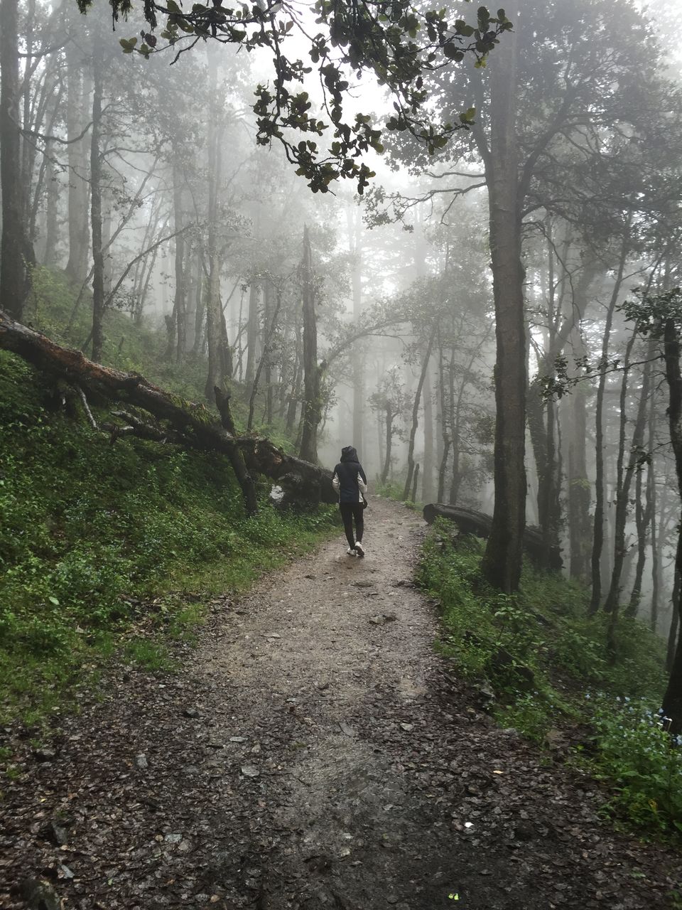 Photo of Trek to undiscovered beauty, Jalori Pass,Kullu by Preksha Sachdeva