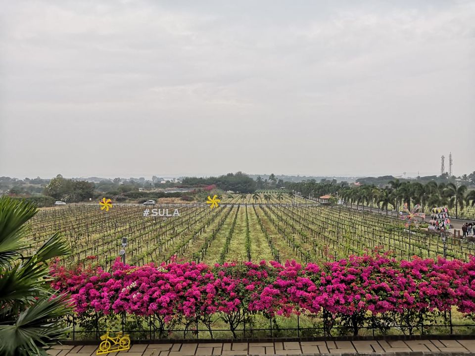 Photo of A Day Trip to Sula Vineyard: Perfect Gateway from Mumbai by vagabondpooja