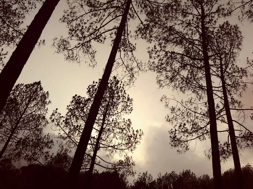 Photo of Ayarpatta,Nainital by Manas Agarwal