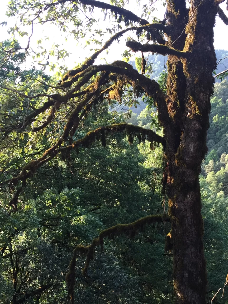 Photo of Ayarpatta,Nainital by Manas Agarwal