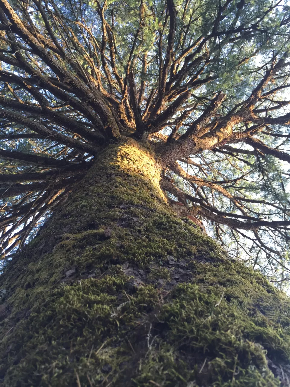 Photo of Ayarpatta,Nainital by Manas Agarwal