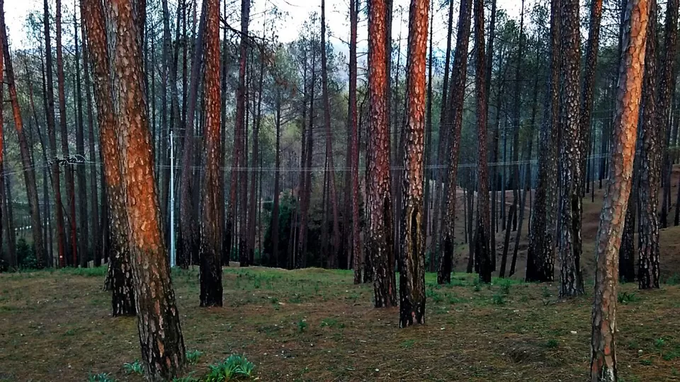 Photo of Ayarpatta,Nainital by Manas Agarwal