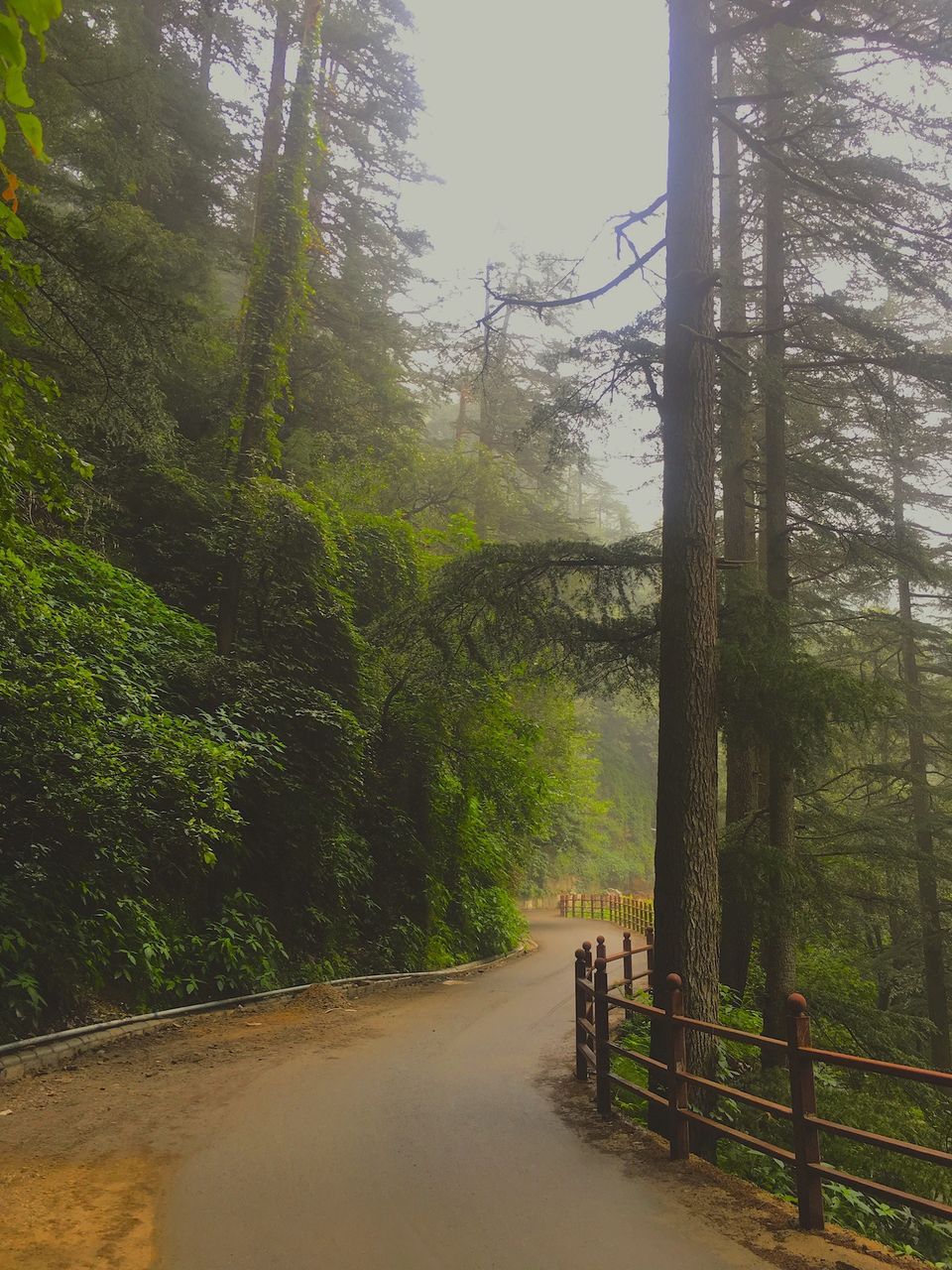 Photo of Why You Should Visit Shimla In Monsoons? 6/17 by Yogesh Mankani